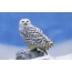 Polar owl