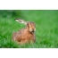 Hare eating grass