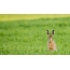กระต่ายรูปถ่ายในทุ่งนา