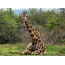 Giraffe resting
