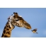 Giraffe and bird