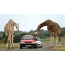 Giraffes and tourists