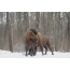 Bison in the winter forest