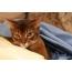 Abyssinian cat is dissatisfied with something