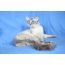 Μπαλινέζικη γάτα με μπλε μάτια