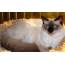 Photo: traditional type Balinese cat