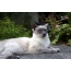 Foto: bališka katė, stovintis kieme