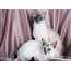 Φωτογραφία: Μπαλινέζικες γάτες που παρουσιάζουν