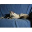 Φωτογραφία: Μπαλινέζικη γάτα