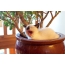 Burmese kitten is yawning in a pot