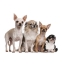 Different types of Chihuahua breed dogs