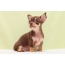Beautiful chocolate puppy chihuahua