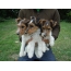Φωτογραφίες των κουταβιών Fox Terrier