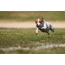 Jack Russell Terrier: zdjęcie w locie