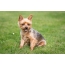 Photo of the Yorkshire Terrier