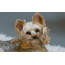 Yorkshire terrier with a toy