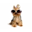 Yorkshire Terrier with glasses