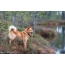 Photo of Karelian-Finnish husky in the forest