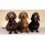 Dachshunds of different colors