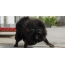 Photo: Evil Tibetan Mastiff