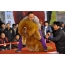 Tibetan Mastiff at the show