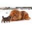 Tibetan Mastiff and Puppy