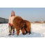 Girl and Tibetan Mastiff