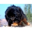 Tibetan Mastiff Furious