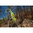 Chameleon climbs the trunks in the newly burned forest