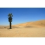 Palma in the dunes of Kalahari Desert, Namibia