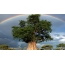 Rainbow over baobab