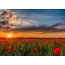 Photo dawn over the field of red flowers