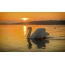 Swan at sunset- ում