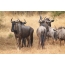 Wildebeest ด้านหน้าและด้านหลังใน Kissom National Park, Angola