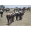 การโยกย้ายของ wildebeest ประเทศเคนย่า Masai Mara