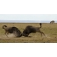 Wildebeests สองแห่งกำลังคัดแยกความสัมพันธ์ในเคนยาในอุทยานแห่งชาติ Amboseli