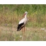 Stork in the field