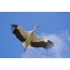 White stork in the sky