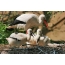 White stork with chicks in the nest