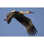 Far Eastern White Stork in Flight