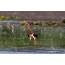 Stork Zi në liqen