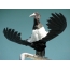 White-bellied Stork