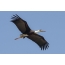 White-capped stork in flight