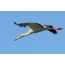 American stork in the sky