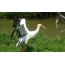 American stork