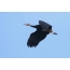 Malay woolly stork in flight