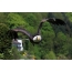 Bald eagle in flight, front view