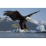Bald eagle prepares to attack fish