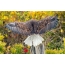 Bald eagle: photo from the back