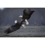 Bald Eagles figure out the relationship